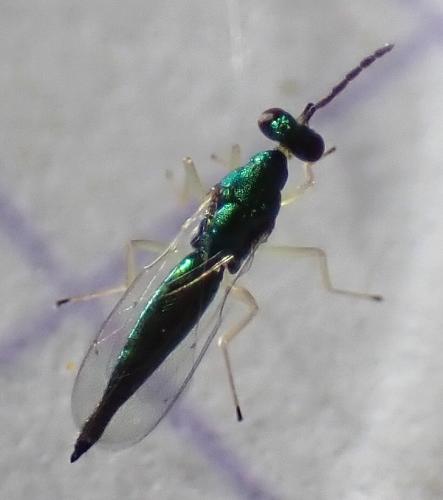 Réf. 315 753 : Sympiesis dolichogaster